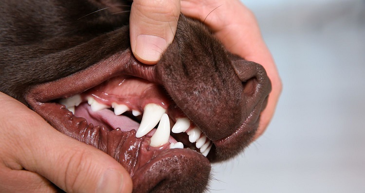 3 Best Electric Toothbrushes For Dogs Overall Oral Hygiene